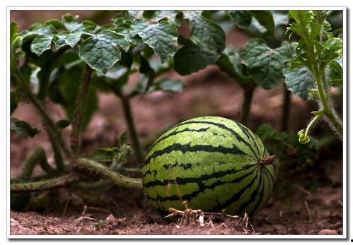 徐州网红吃瓜视频网站,揭秘网络红人的幕后故事