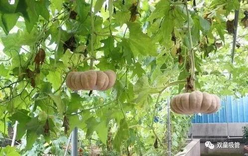 落地视频吃瓜网,带你走进网络八卦世界的幕后