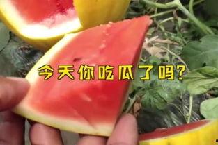 fun吃瓜官网,带你领略美食与娱乐的完美融合