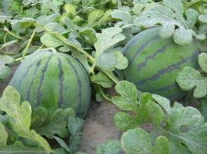 戴路51吃瓜网,揭秘娱乐圈幕后故事，带你领略明星真实生活