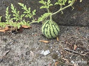 吃千万网红的瓜好一点,吃瓜群众眼中的真实生活