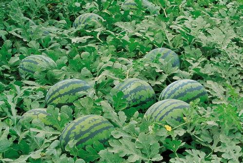 睢宁网红吃瓜群微信