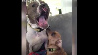 网红狗哥爆料吃瓜,揭秘娱乐圈吃瓜大事件！