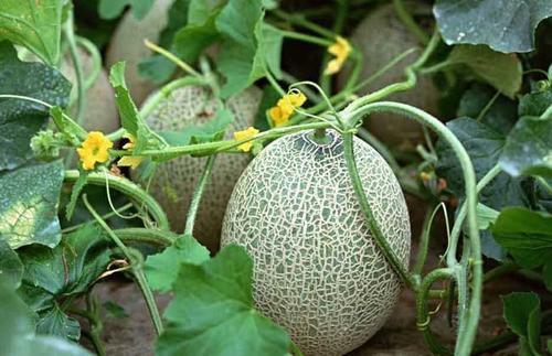 临沂吃生瓜网红叫什么来着,挑战味蕾极限，揭秘“生瓜哥”传奇故事