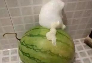 泡泡吃瓜网,揭秘娱乐圈幕后故事，带你领略明星真实生活