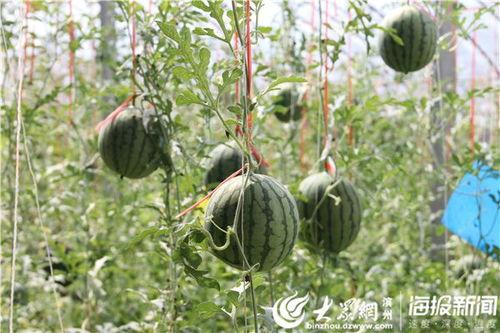 临夏网红最新吃瓜事件视频,揭秘幕后真相，网友热议不断