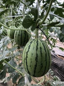 贵阳网红吃瓜,揭秘城市美食新潮流