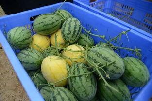 吃瓜的群qq网红,揭秘网红背后的故事与影响力