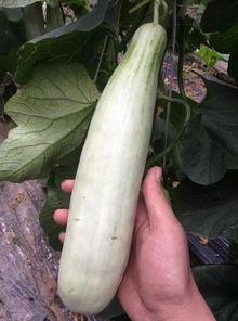 网红直播间吃的瓜