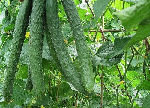 小叮当一家吃瓜网,揭秘娱乐圈幕后故事