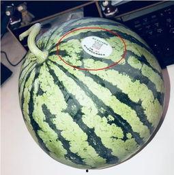 吃瓜网红高清,高清镜头下的真实生活