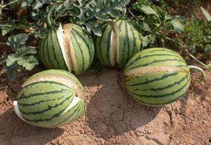 吃瓜网黑了168岁,吃瓜网黑了168岁背后的惊人真相