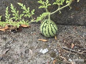 网红吃瓜和朋友比大小