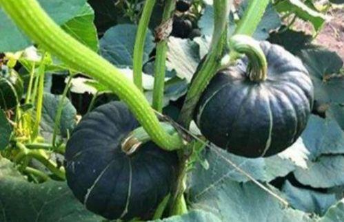 网红陈妮妮吃瓜事件,揭秘网红圈内的真实风波