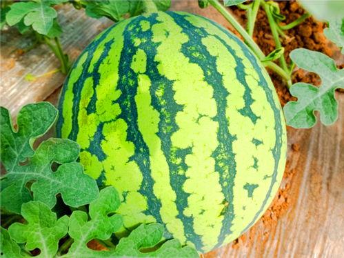 吃瓜网ccggtv,揭秘娱乐圈幕后故事，带你领略影视圈风云变幻