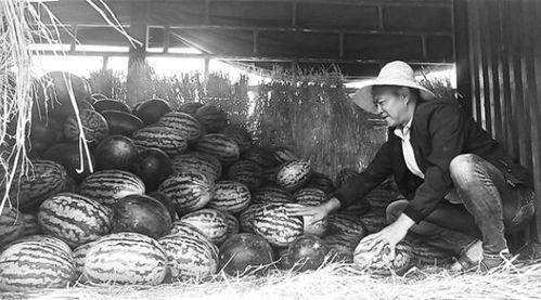 武都网红吃瓜群众事件,一场网络舆论的风暴与反思