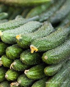 蕃茄吃瓜网,揭秘美食背后的趣味故事