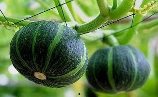 康县网红吃瓜十分钟,十分钟带你领略当地风情