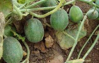 吃瓜各类名字网红叫什么,揭秘网红们的别样昵称