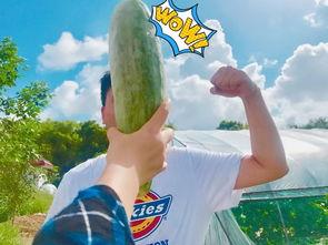 吃瓜网红的视频免费看,揭秘娱乐圈幕后故事