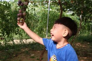 桂芬吃瓜网,揭秘娱乐圈幕后故事，带你领略明星真实生活