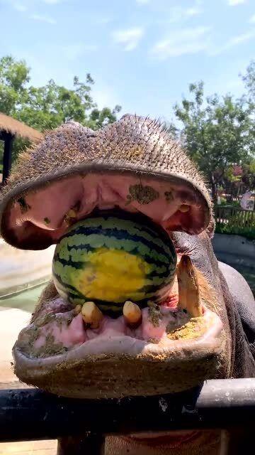 网红吃瓜翻车,一场网络狂欢的意外落幕