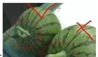 吃瓜网99月,盘点娱乐圈热点瞬间！”