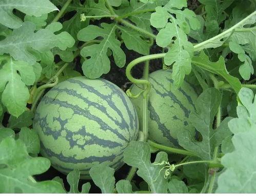 吃瓜人网盘,海量资源一网打尽，轻松畅享娱乐盛宴