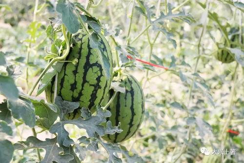 网红吃瓜大爆料最新