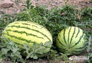 甘肃康县网红吃瓜,瓜香四溢引网友热议