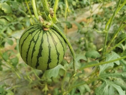 麦地网红吃瓜,揭秘网络红人的幕后故事