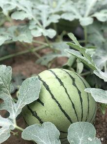 网红吃瓜栗,揭秘网红美食背后的真相