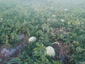 晋江吃瓜论坛官网入口,官方入口带你畅游娱乐热点