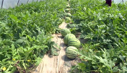 最新吃瓜事件南宁新闻网,揭秘最新吃瓜事件，热点追踪不容错过