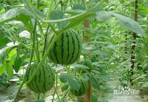 网红十字架吃瓜事件