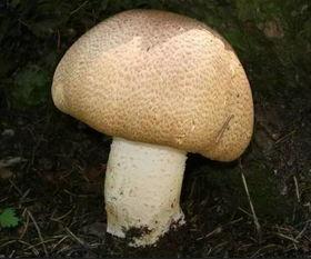 17c吃瓜官网蘑菇视频爆料黑料