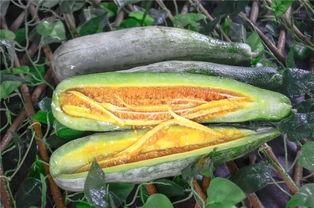 网红吃团队瓜,趣味横生！